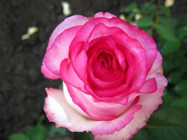 Троянда чайно-гібридна Дольче Віта Нова (Dolce Vita Nova)