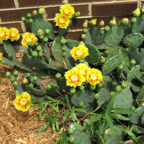 Садовый кактус – опунция морозостойкая