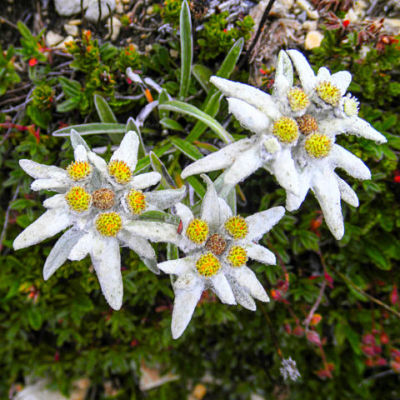 Эдельвейс (Leontopоdium), цветы