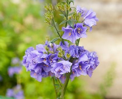Цветы синюхи (Polemonium)