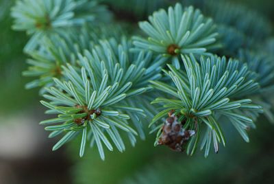 Привлекательная хвоя ели ситхинской (Picea sitchensis)