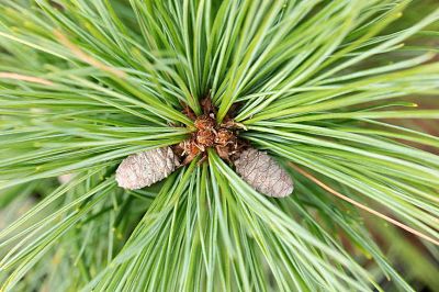 Сосна Веймутова (Pinus strobus) отличается длинной хвоей
