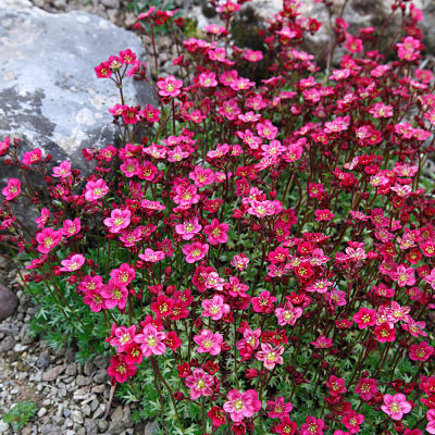 Камнеломка (Saxifraga) – декоративное растение с необычными цветами