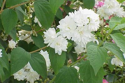 Чубушник виргинский (Philadelphus x virginalis), цветы