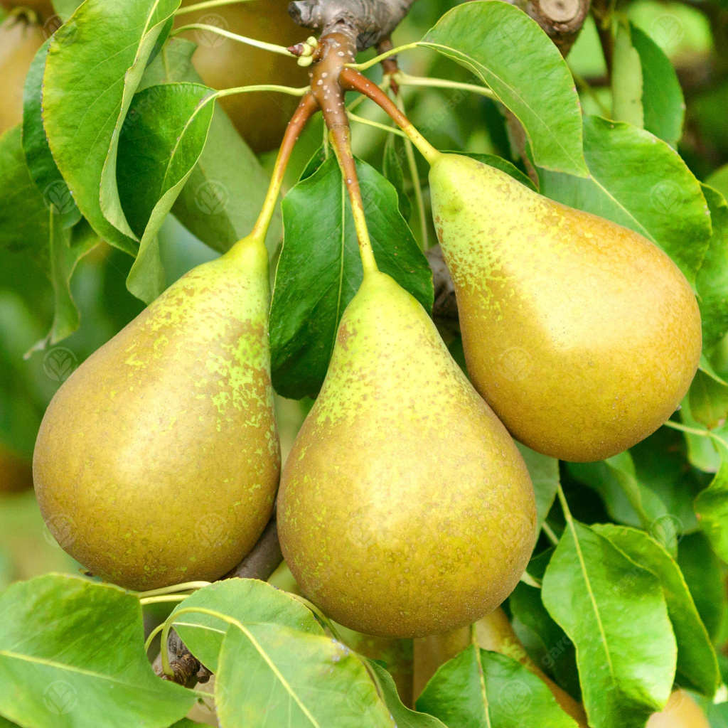 Лучшие сорта груши (Pyrus) подарят множество вкусных плодов