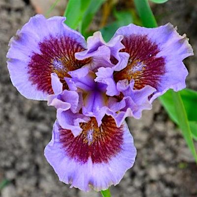Ирис карликовый (Iris pumila), вид цветка